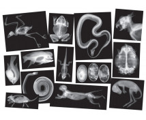 Radiografii ale scheletelor animalelor