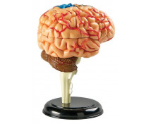 Minimachetă - Creierul