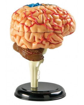 Minimachetă - Creierul