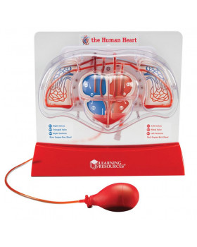 Sistemul circulator al inimii