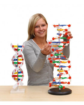 ADN - Model